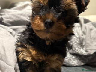 Yorkshire Terrier dogs - Advert 27