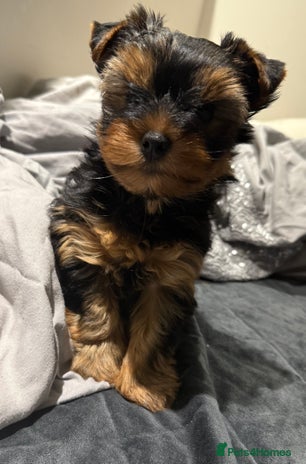 Yorkshire Terrier dogs - Advert 11