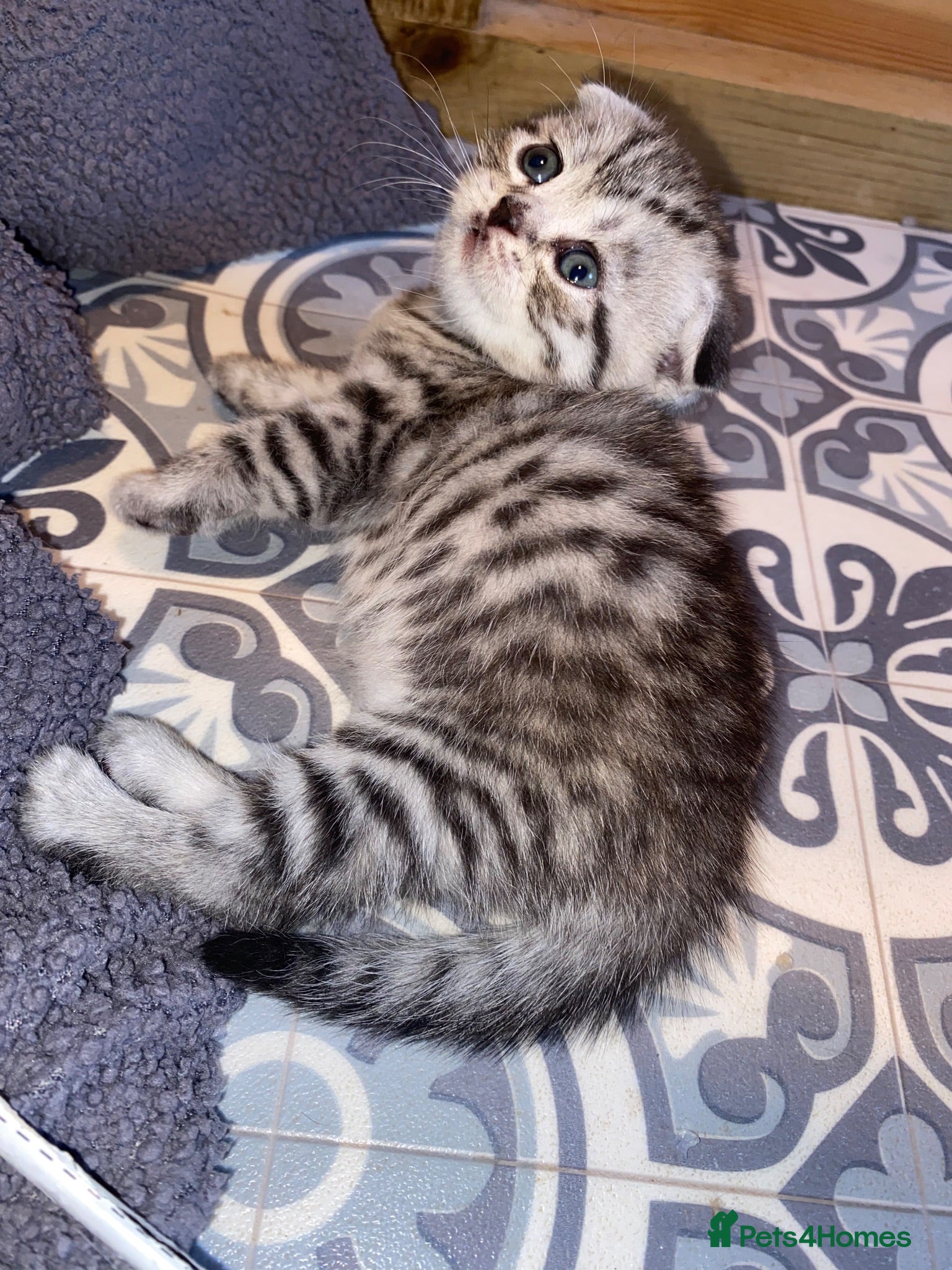 British Shorthair cats BSH/Scottish Fold kittens  - Advert 6