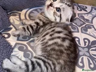 British Shorthair cats BSH/Scottish Fold kittens - Advert 6