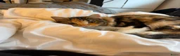 Ragdoll cats for sale: beautiful calico tabby for sale - Advert 7
