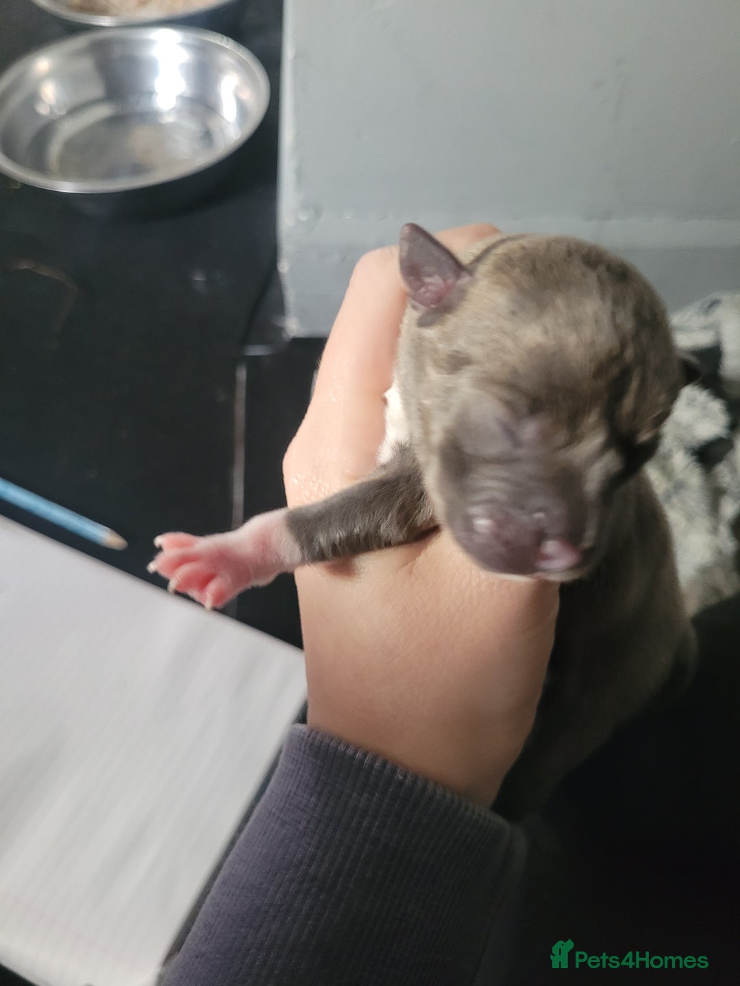 Mixed Breed dogs for sale: Staffie cross mastiff  - Image 14