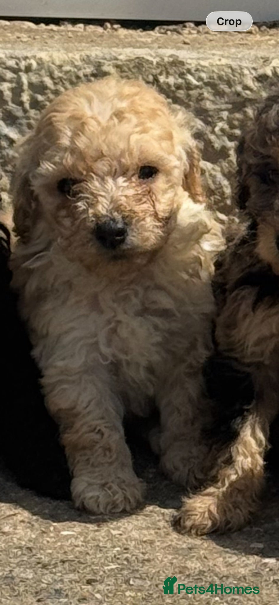 Yorkiepoo dogs Yourki poo  - Advert 1