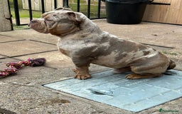 Olde English Bulldogge dogs for sale: Diesel 🐶 - Image 3