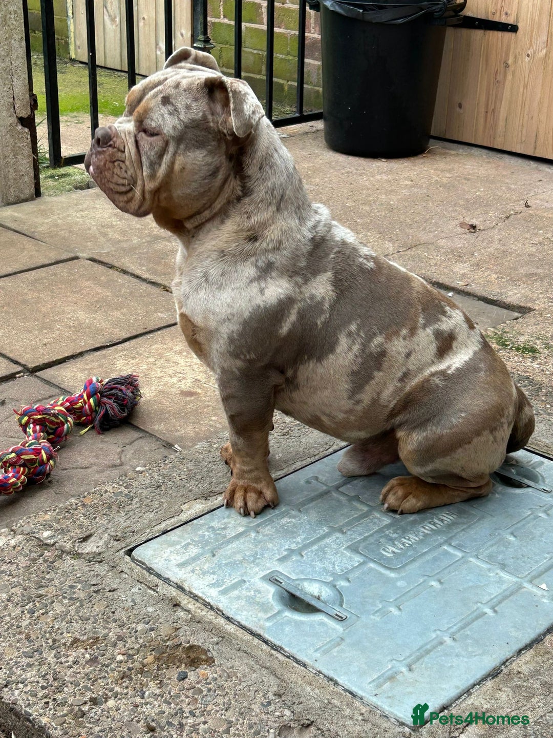 Olde English Bulldogge dogs for sale: Diesel 🐶 - Image 3