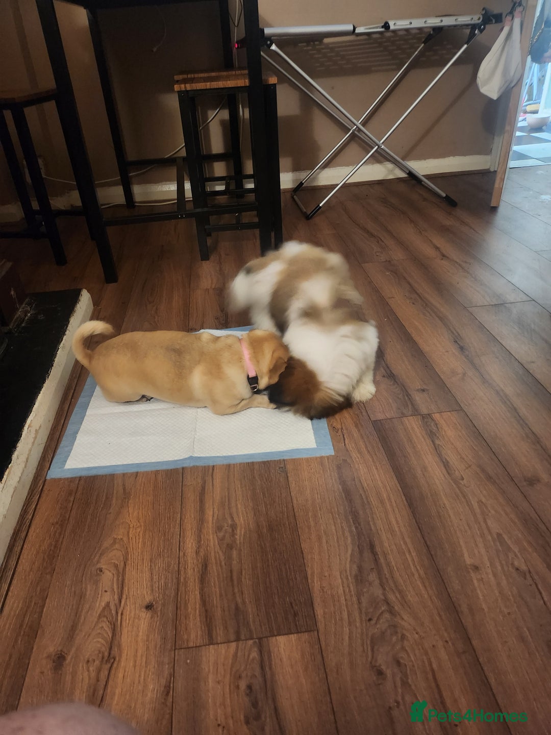 Shih Tzu dogs for sale: Shitzu for sale.3 months old. - Image 11