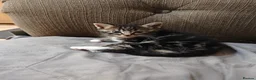 Mixed Breed cats for sale: tabby kittens  - Advert 5
