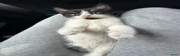 Domestic Shorthair cats for sale: 🐾Fluffy black and white kittens🐾 - Advert 2