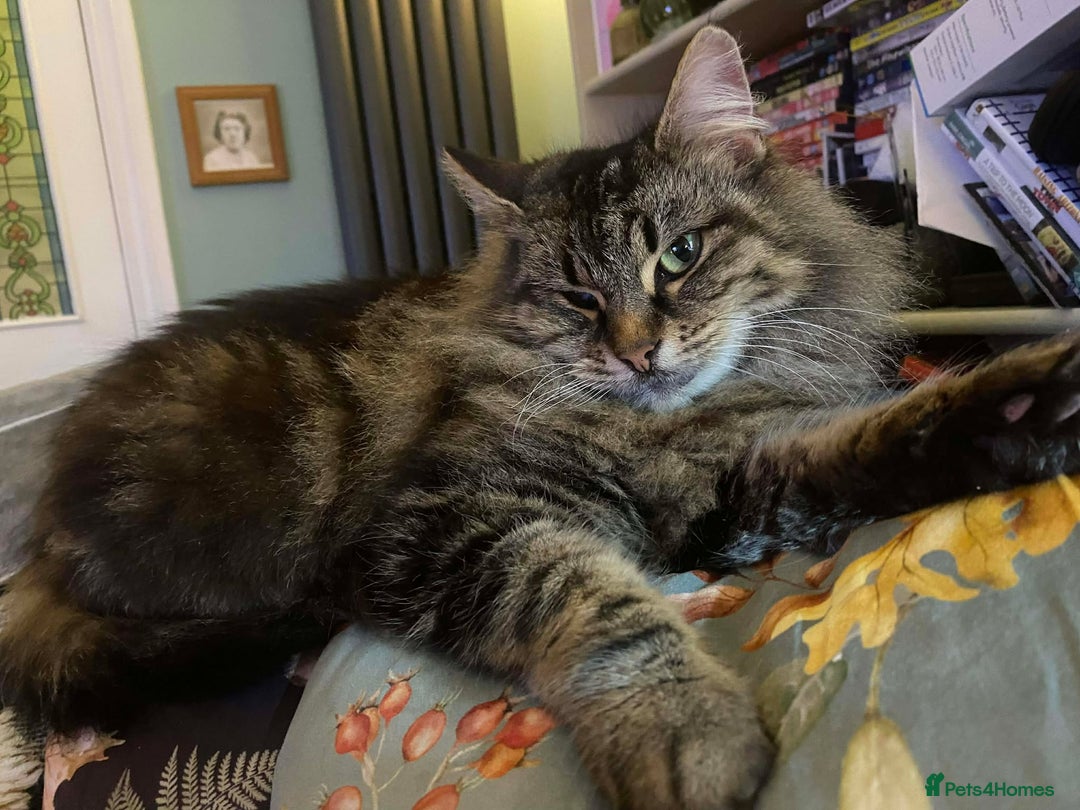 Domestic Shorthair cats for adoption: Beautiful caramel tabby looking for forever home  - Advert 2