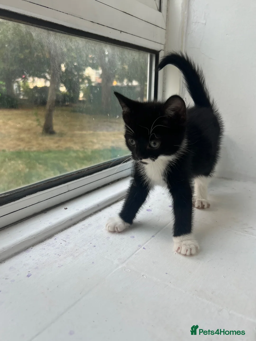 Mixed Breed cats for sale: Adorable Kittens Looking for Loving Homes in London - Advert 20