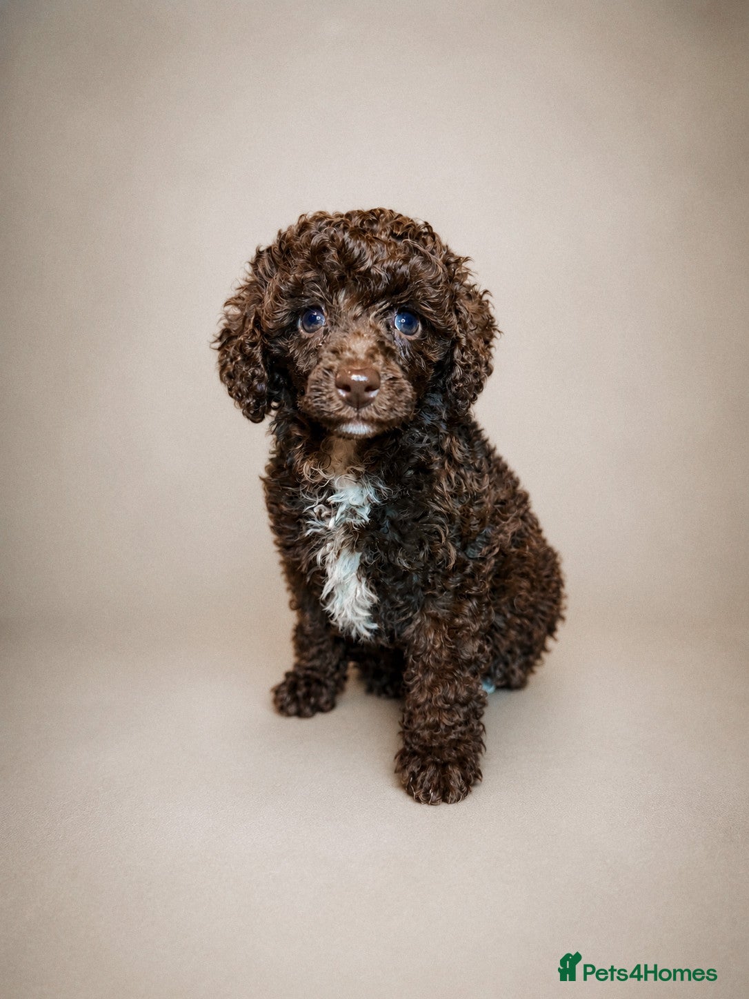 Mixed Breed dogs Loving Miniature x Toy Poodle Puppy  - Advert 6