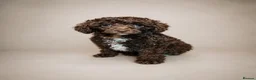Mixed Breed dogs for sale: Loving Miniature x Toy Poodle Puppy  in Reading - Advert 4