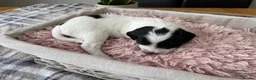 Sproodle dogs for sale: ✨ Premium Rare Sproodle Puppies – Champion Lines ✨ - Advert 25