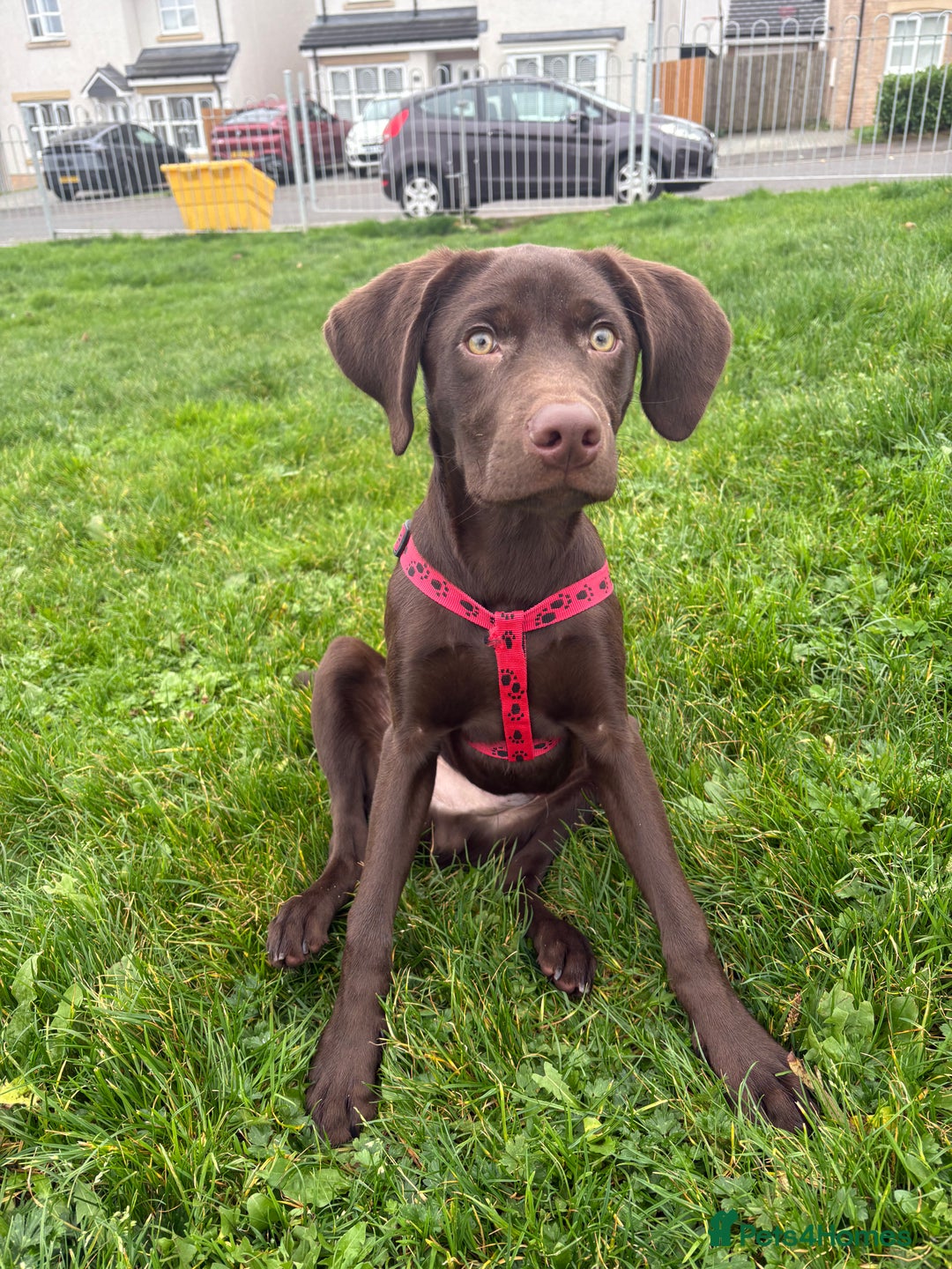 Labrador Retriever dogs for sale: Chocolate Labrador puppy  - Image 4