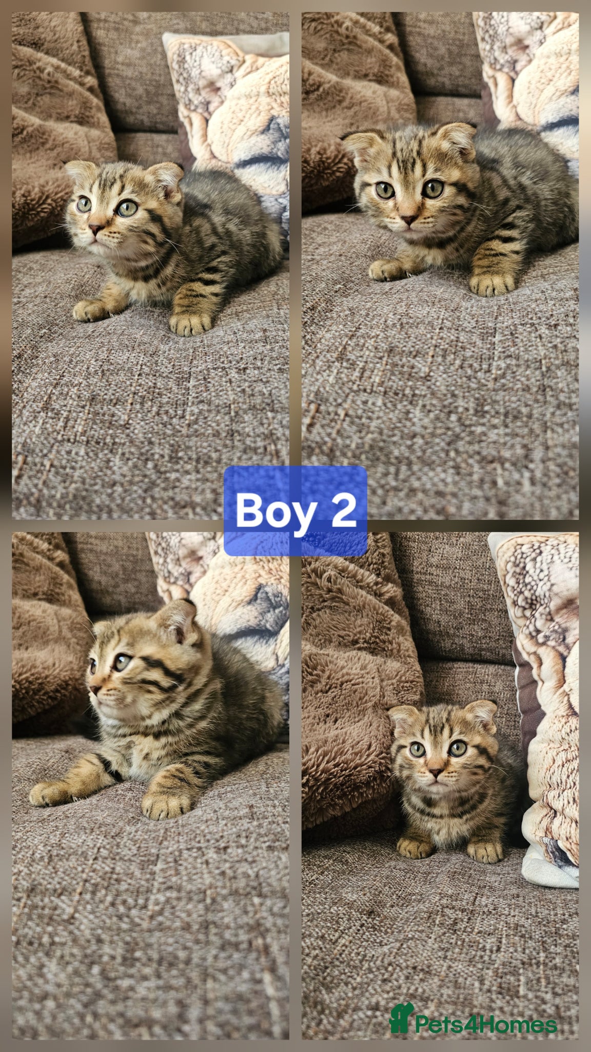 Mixed Breed cats Bengal cross Scottish fold kittens - Advert 5