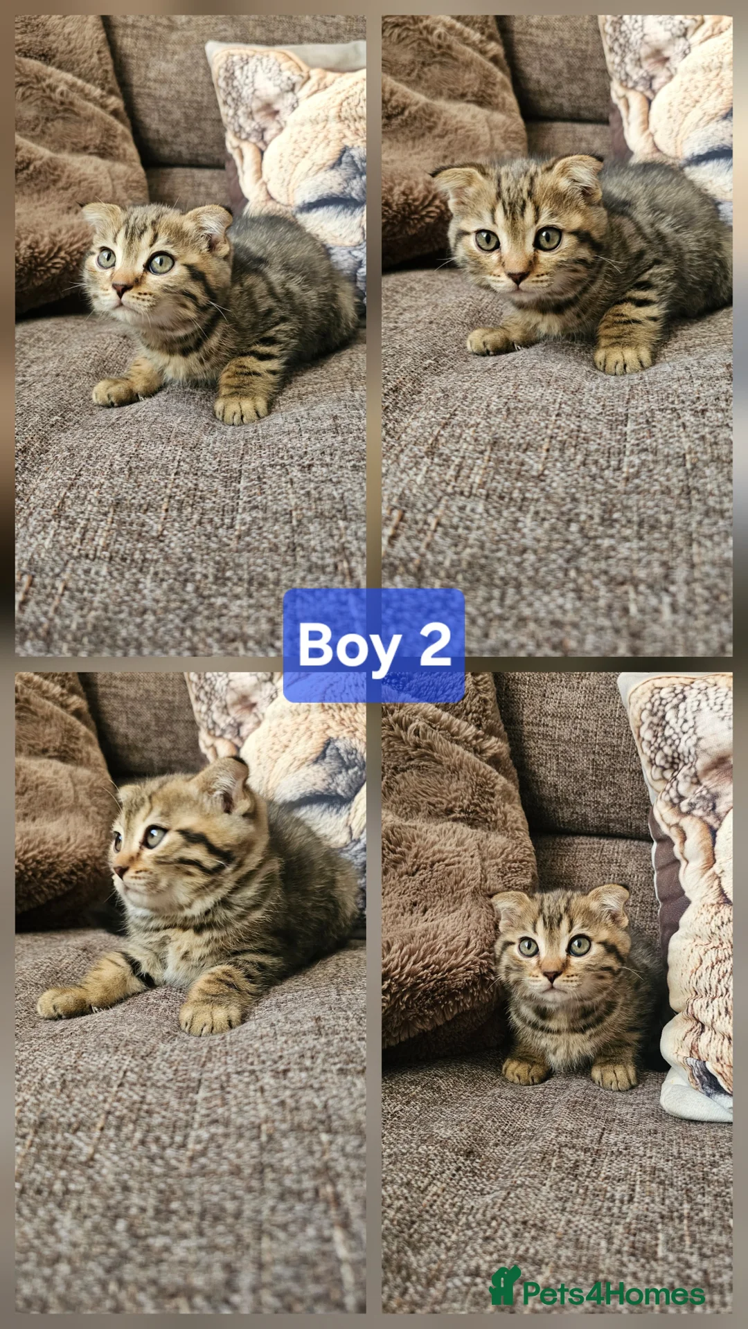 Mixed Breed cats for sale: Bengal cross Scottish fold kittens in Camelford - Advert 1