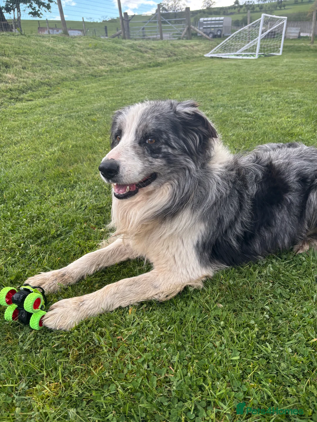 Mixed Breed dogs for sale: Stunning bordernese pups  - Advert 20