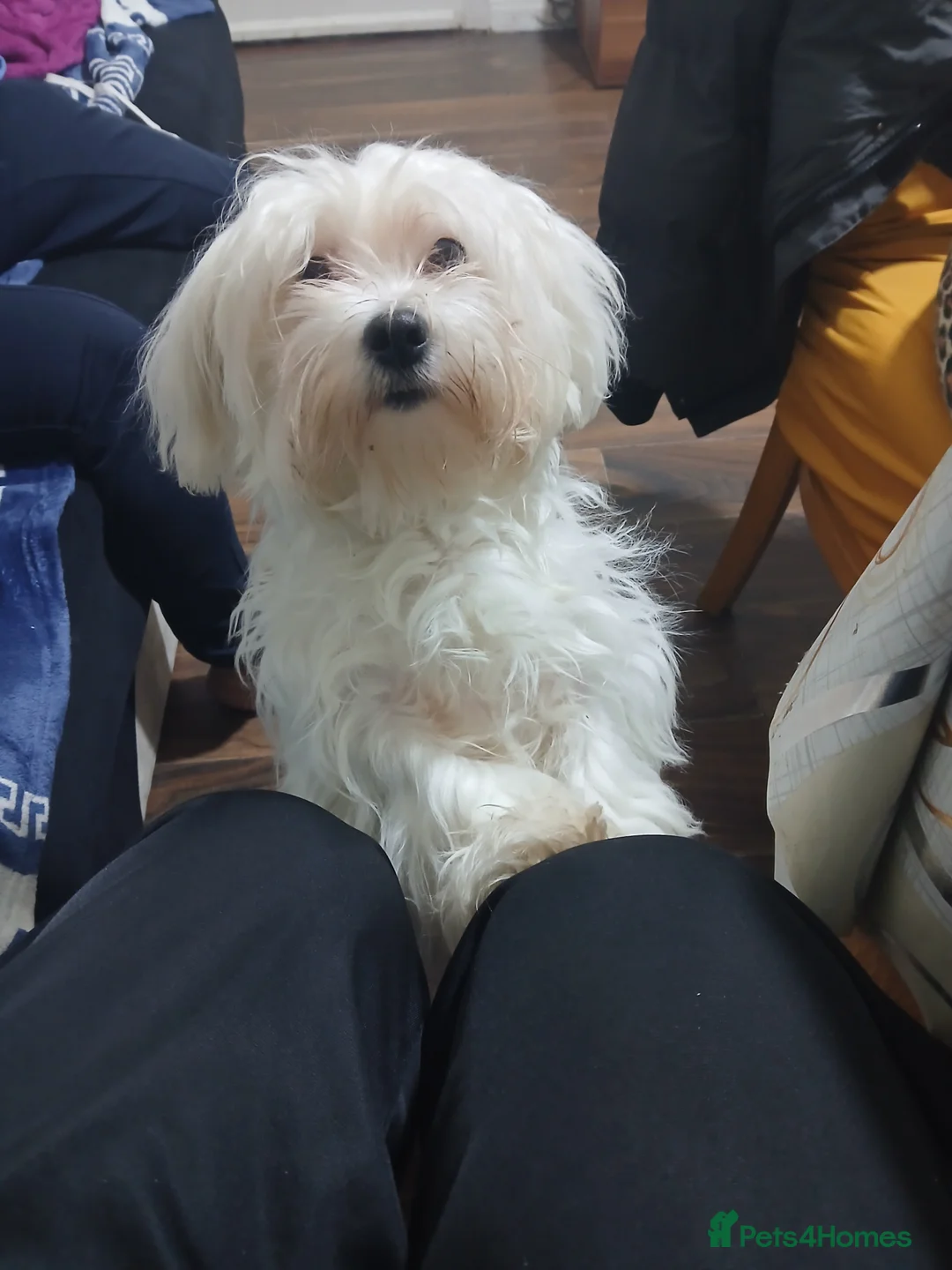 Bichon Frise dogs for sale: mailandez bison - Advert 1