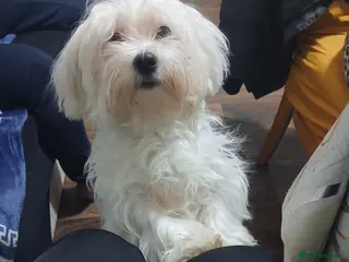 Bichon Frise dogs mailandez bison - Advert 2