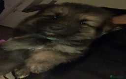 German Shepherd dogs for sale: Stunning litter of German shepherds  - Image 3