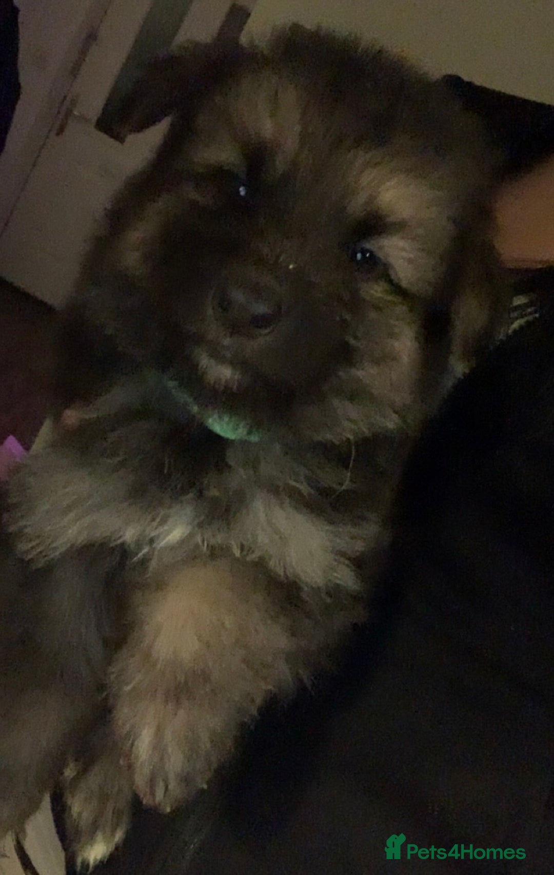 German Shepherd dogs for sale: Stunning litter of German shepherds  - Image 3