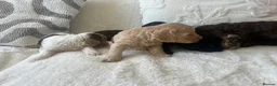 Cockapoo dogs for sale: ✨Beautiful toy cockapoo ✨ in Wrexham - Advert 10
