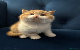 British Shorthair cats for sale: Chunky Red and White British Shorthair TICA - Image 19