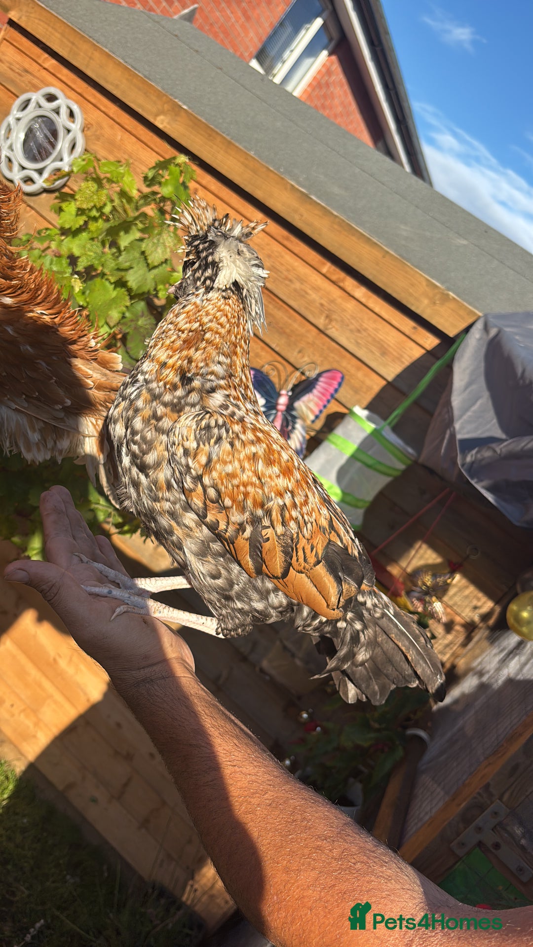 Chickens poultry for sale: Polish chickens runner ducks  - Image 4