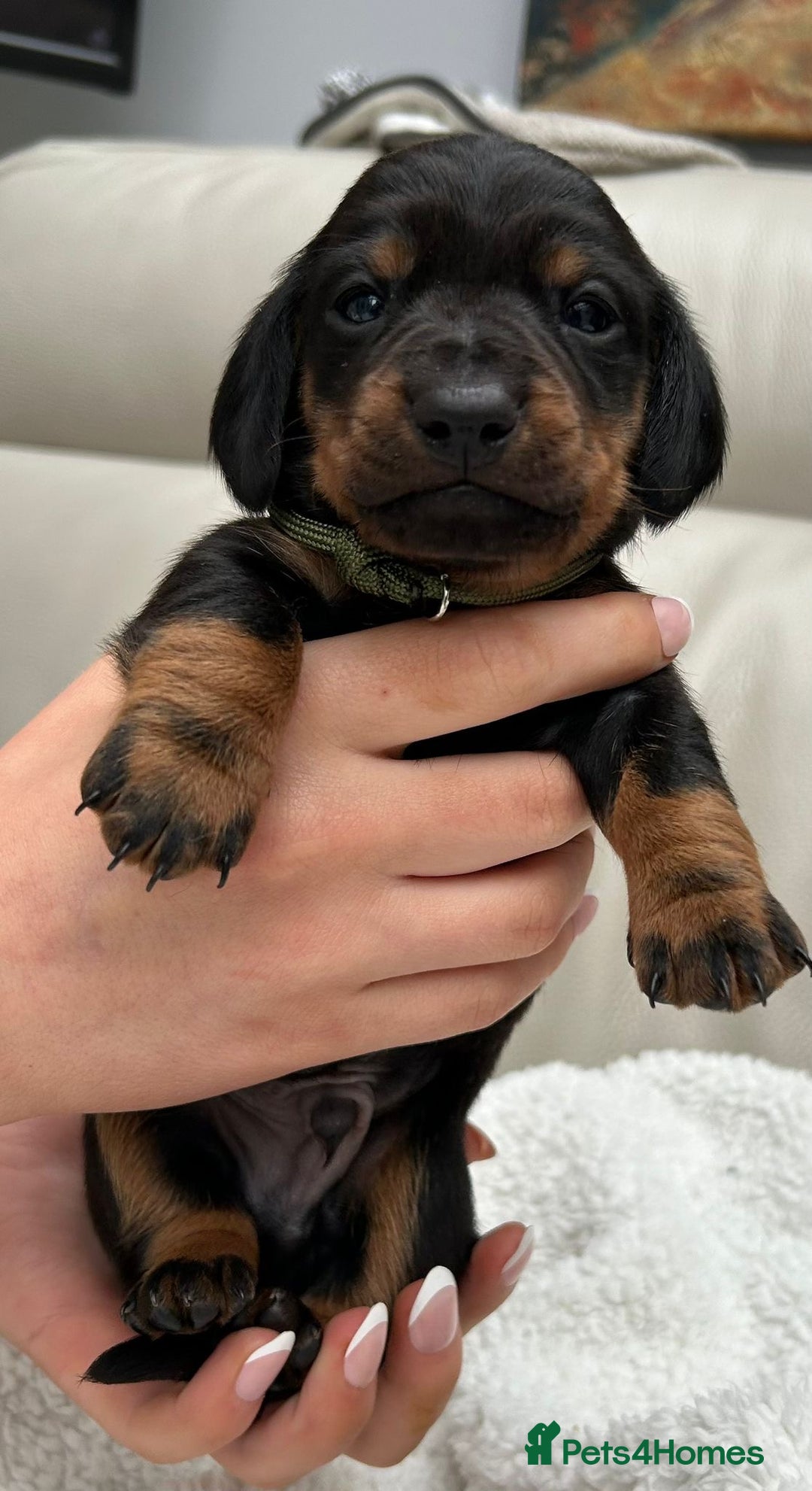 Dachshund dogs for sale: Long haired mini Daschund  - Advert 6