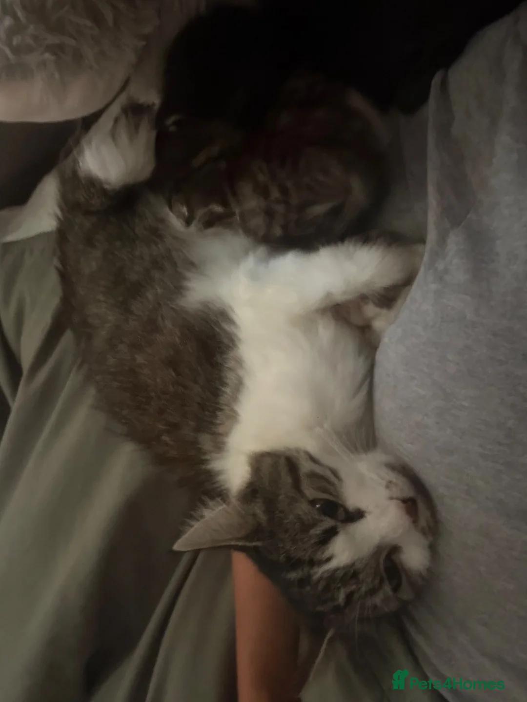 Mixed Breed cats for sale: Beautiful kittens looking for their forever homes  in Blackwood - Advert 4