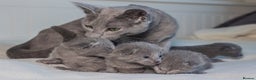 Russian Blue cats for sale: ✨ Exceptional TICA  Russian Blue Kittens Available - Advert 3