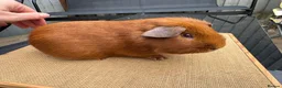 Guinea Pig rodents for sale: Pink eyed golden male in Fordingbridge - Advert 5