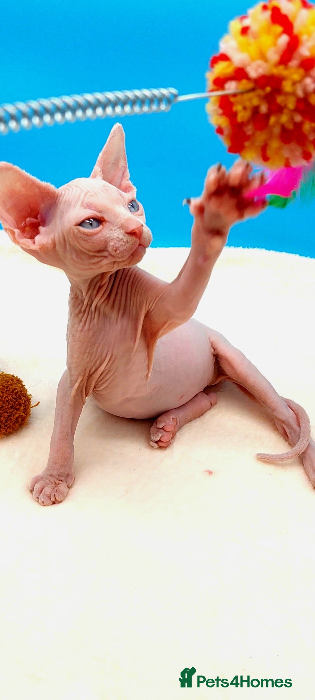 Sphynx cats for sale: Sphynx Kittens – Males & Female – International ✅ - Advert 19