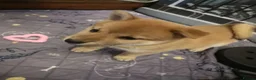 Japanese Shiba Inu dogs for sale: *New price! 3 left* all KC female shiba inus. - Advert 18