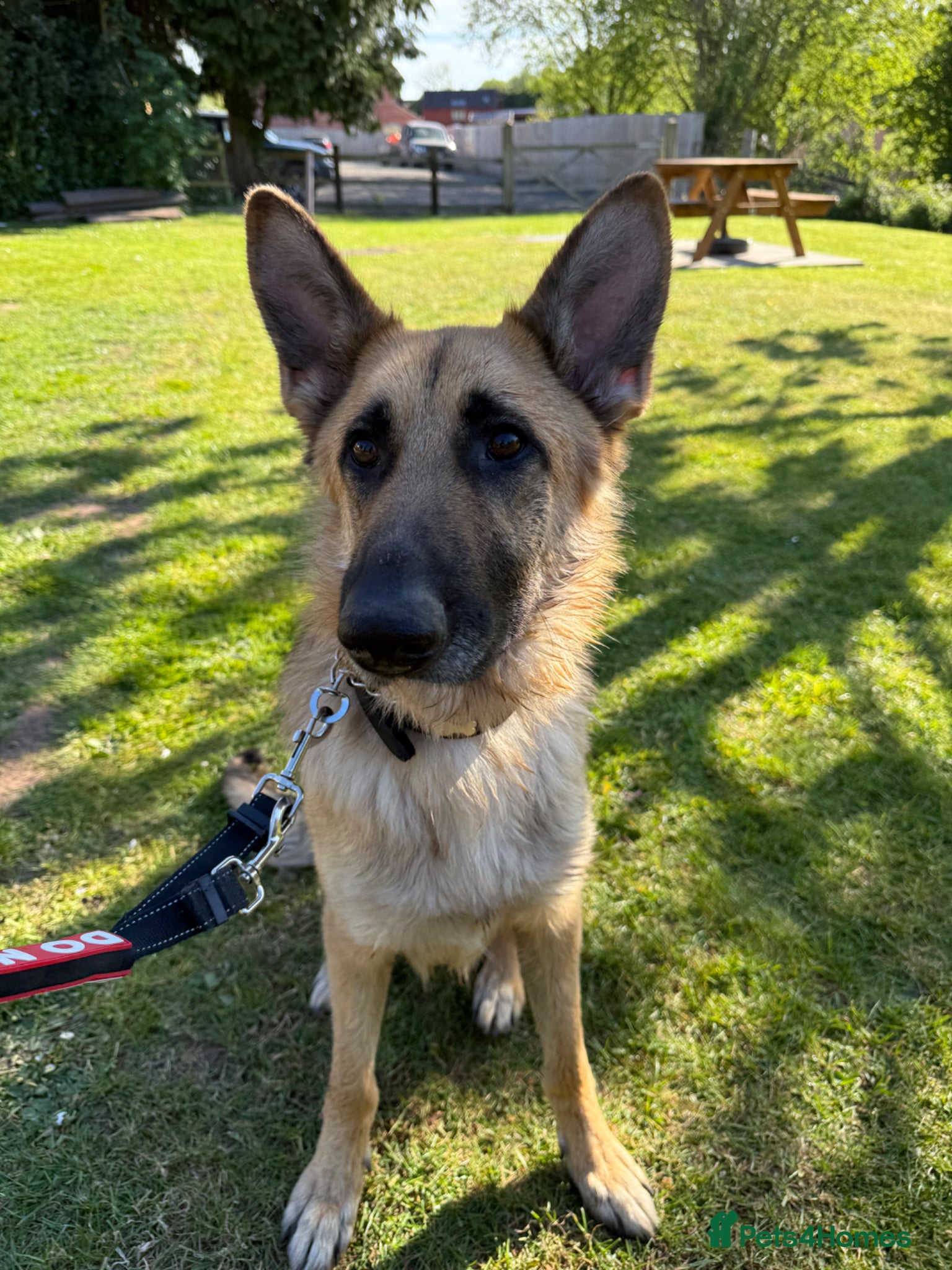 German Shepherd dogs Storm looking for a forever home - Advert 1