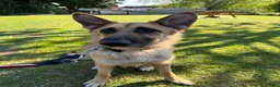 German Shepherd dogs for sale: Storm looking for a forever home - Advert 1