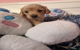 Mixed Breed dogs for sale: Cocker Spaniel Puppies – 4 Weeks Old - reserve now - Advert 33