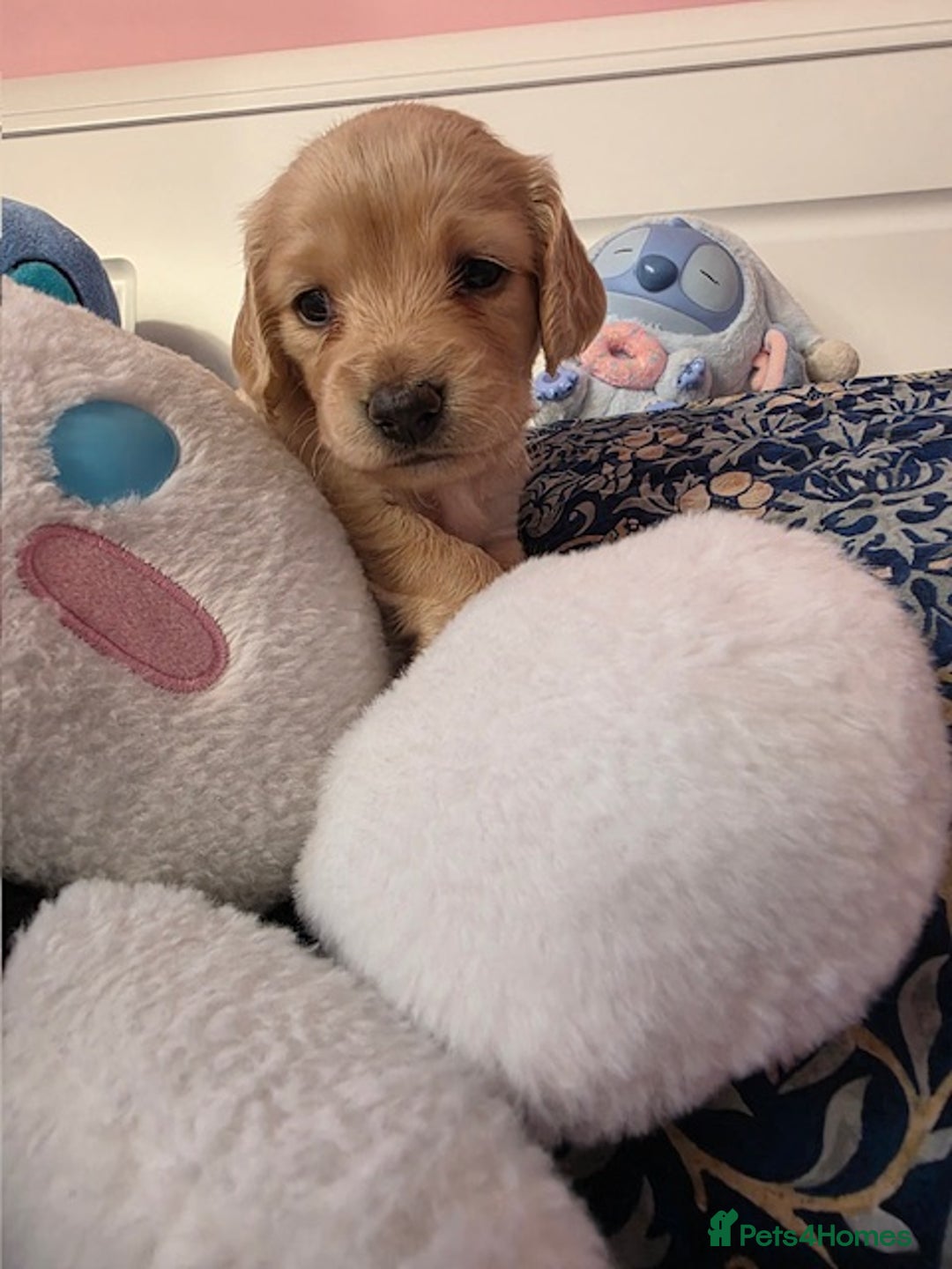 Mixed Breed dogs for sale: Cocker Spaniel Puppies – 4 Weeks Old - reserve now - Advert 33