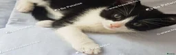 Mixed Breed cats for sale: Adorable kitten looking for a loving home. - Advert 3