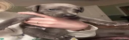 Whippet dogs for sale: *** last girl of the litter ***  - Advert 9