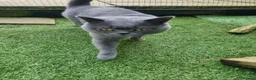British Shorthair cats for sale: British Blue Shorthair – Active Proven Stud Boy 💙 - Advert 3