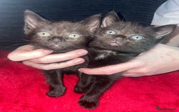 Domestic Shorthair cats for sale: 4 Beautiful kittens - Image 7