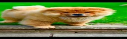 Chow Chow dogs for sale: All good in Harrow - Advert 3
