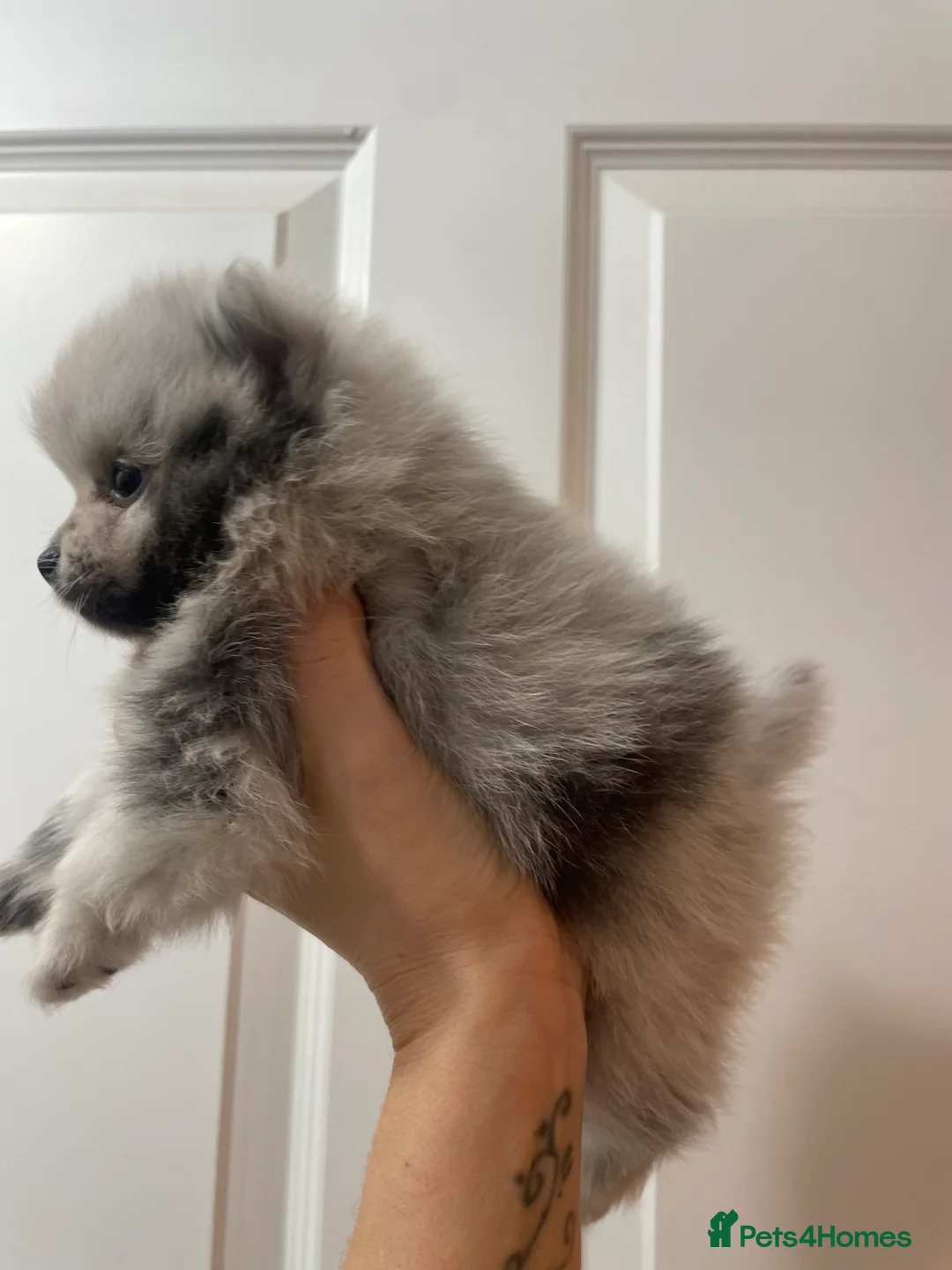 Pomeranian dogs for sale: Beautiful Pomeranian Puppies - Advert 6