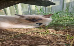 Ragdoll cats for sale: Adorable blue eyed ragdoll kittens - Image 11