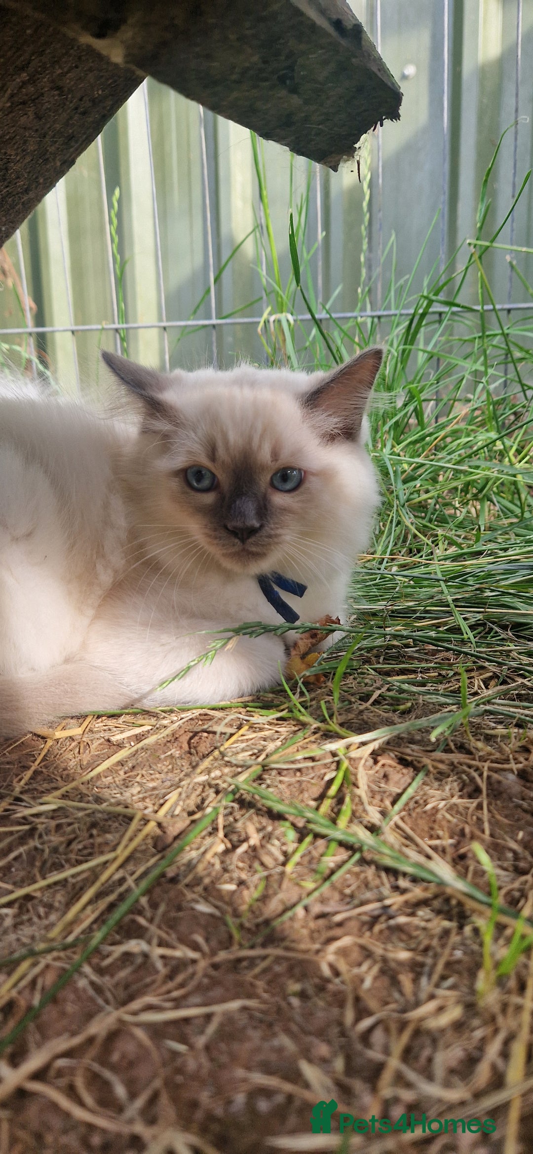 Ragdoll cats for sale: Adorable blue eyed ragdoll kittens - Image 11