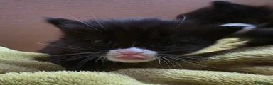 Tuxedo girl