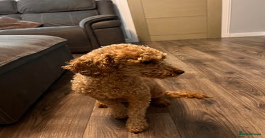 Cockapoo dogs Beautiful f1 cockapoo puppies  - Advert 3