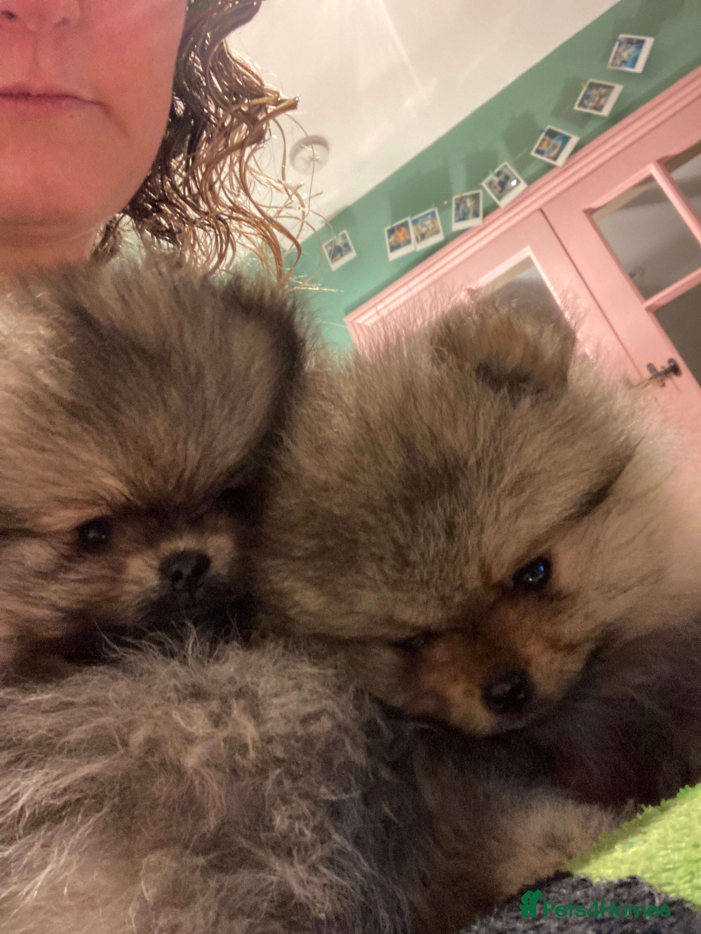 Pomeranian dogs Pomeranian puppies from champion show lines  - Advert 15