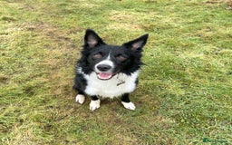 Border Collie dogs for sale: Male Border Collie - Image 3